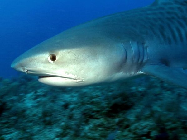 La naturaleza lo hace mejor - Sharks