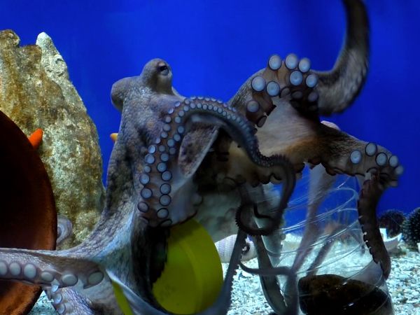 La naturaleza lo hace mejor - Sea Life Inspires
