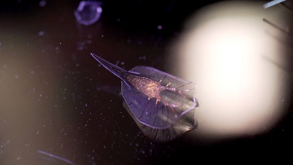 La naturaleza lo hace mejor - Biohybrid Design
