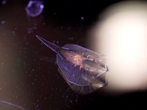 La naturaleza lo hace mejor - Biohybrid Design