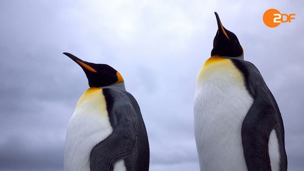 Wildes Überleben - Leben in Extremen
