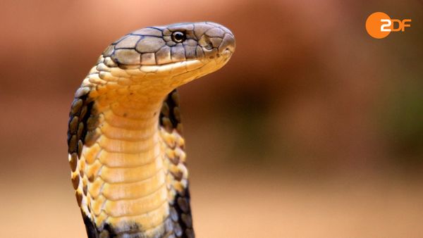 Wildes Überleben - Tierische Kommunikation