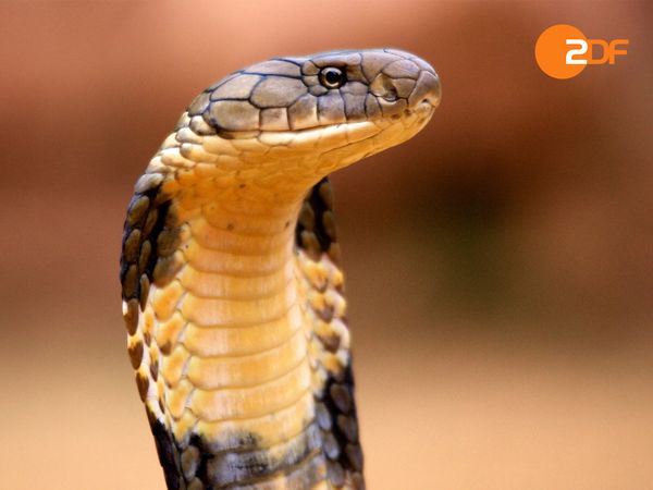 Wildes Überleben - Tierische Kommunikation