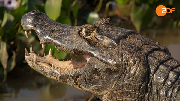 Wildes Überleben - Geborene Jäger
