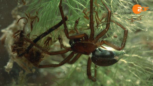 Wildes Überleben - Von Natur aus wild