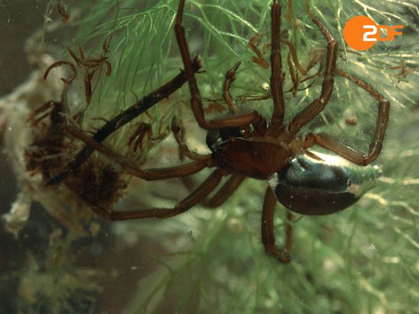 Wildes Überleben - Von Natur aus wild