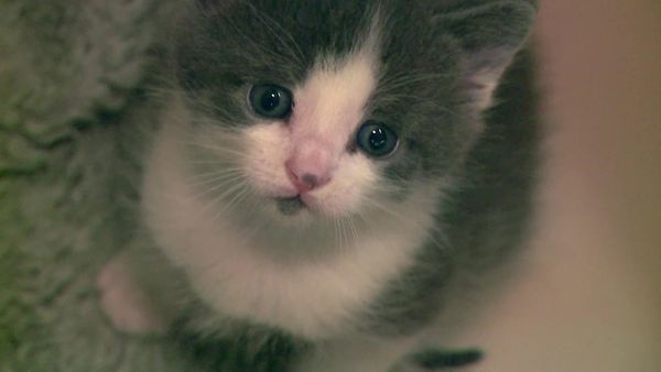 Kitty 911 - Episode 1