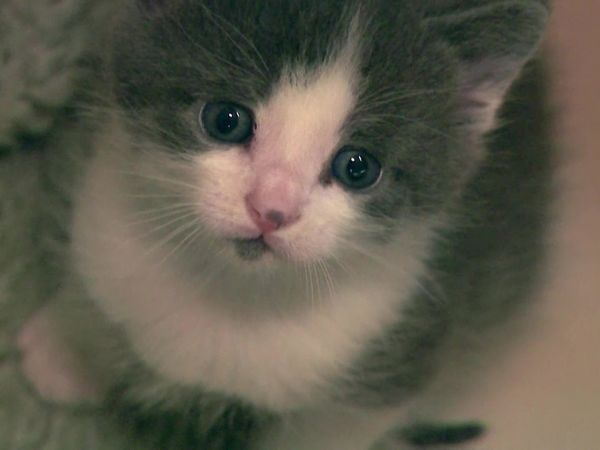 Kitty 911 - Episode 1