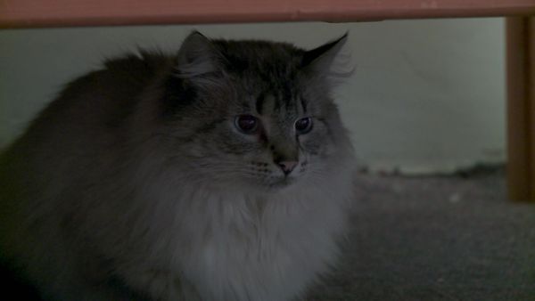 Kitty 911 - Episode 5
