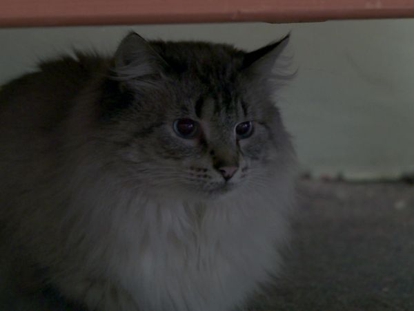 Kitty 911 - Episode 5