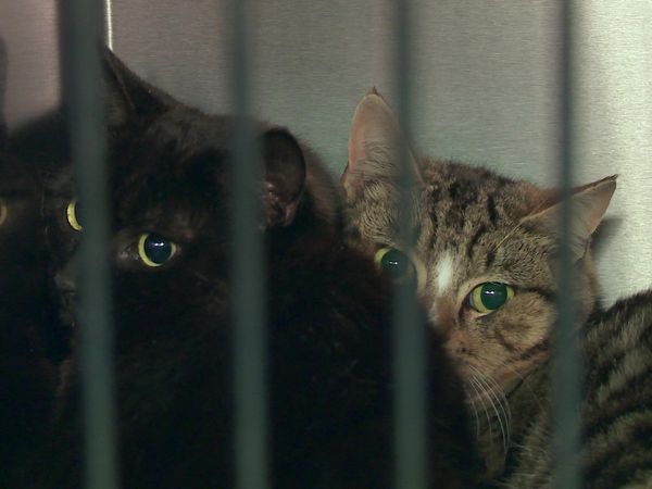 Kitty 911 - Episode 9