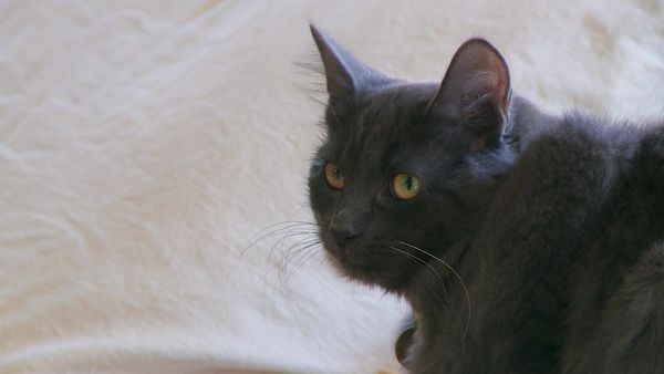 Kitty 911 - Episode 7