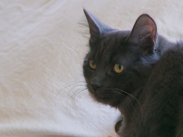 Kitty 911 - Episode 7