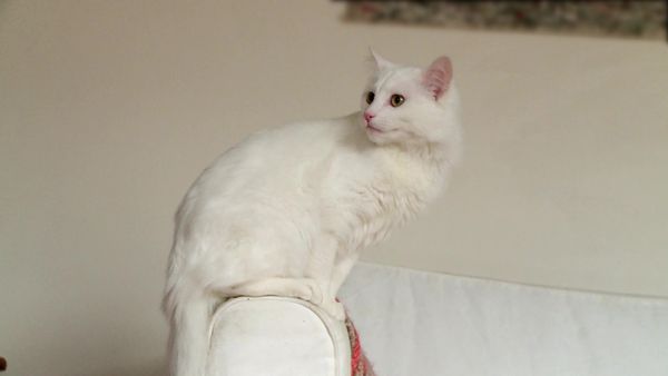 Kitty 911 - Episode 6