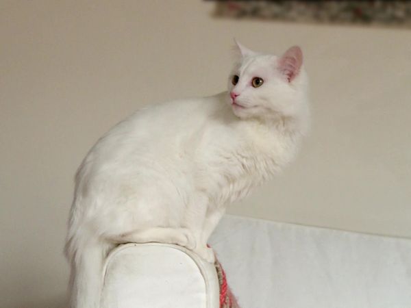 Kitty 911 - Episode 6