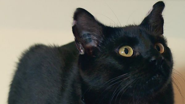 Kitty 911 - Episode 2