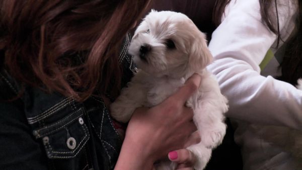 Pick a Puppy - S01 Episode 06: Dream Come True