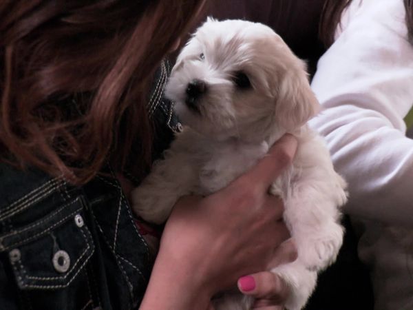Pick a Puppy - S01 Episode 06: Dream Come True