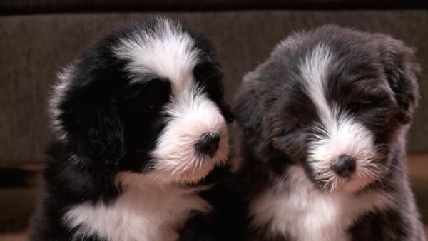 Pick a Puppy - S01 Episode 14: The One