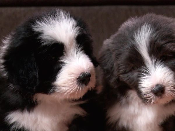Pick a Puppy - S01 Episode 14: The One