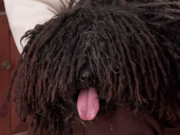 Pick a Puppy - S01 Episode 16: Doggin' Around