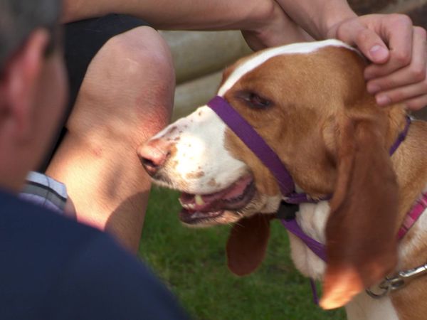Pick a Puppy - S02 Episode 04: Very Active