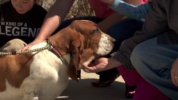 Pick a Puppy - S02 Episode 02: Little Rascals