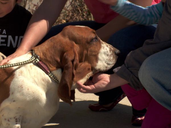 Pick a Puppy - S02 Episode 02: Little Rascals