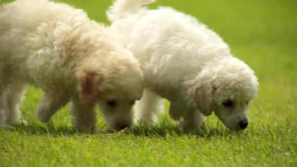 Pick a Puppy - S02 Episode 05: The Sweetest Thing