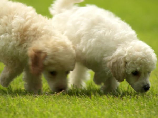Pick a Puppy - S02 Episode 05: The Sweetest Thing