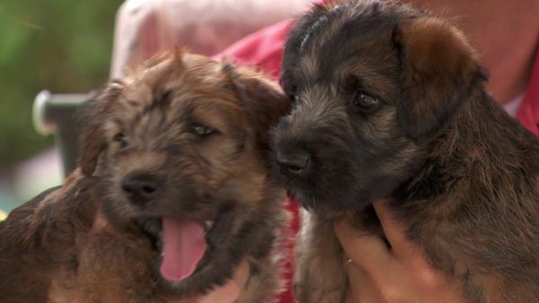 Pick a Puppy - S02 Episode 08: Puppy Day Afternoon