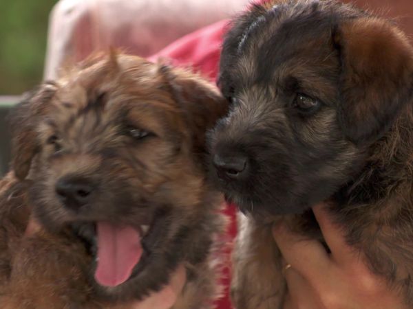 Pick a Puppy - S02 Episode 08: Puppy Day Afternoon