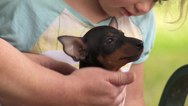 Pick a Puppy - S02 Episode 09: Puffballs