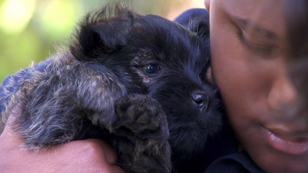 Pick a Puppy - S02 Episode 10: New Companion