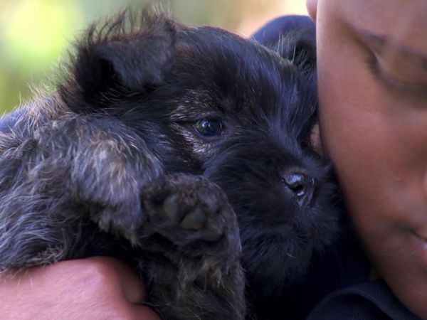 Pick a Puppy - S02 Episode 10: New Companion