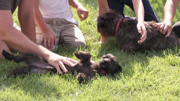 Pick a Puppy - S02 Episode 12: Love Times Two