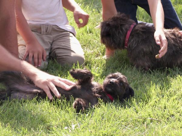 Pick a Puppy - S02 Episode 12: Love Times Two