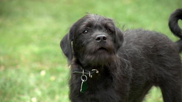 Pick a Puppy - S02 Episode 14: Best Show