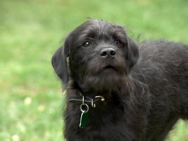 Pick a Puppy - S02 Episode 14: Best Show