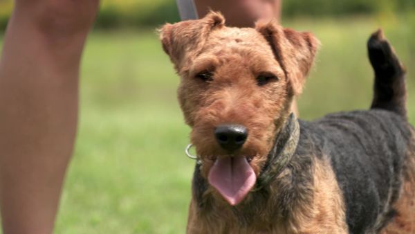 Pick a Puppy - S02 Episode 15: Snuggles