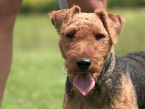Pick a Puppy - S02 Episode 15: Snuggles