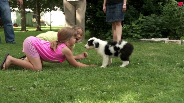 Pick a Puppy - S03 Episode 06: Swimming With Barks