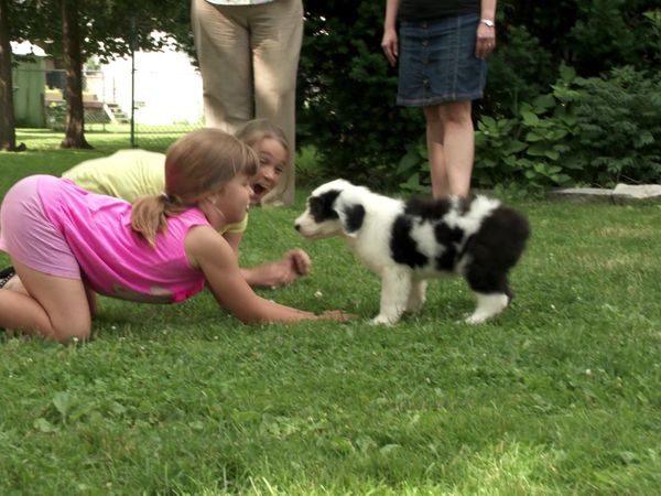 Pick a Puppy - S03 Episode 06: Swimming With Barks