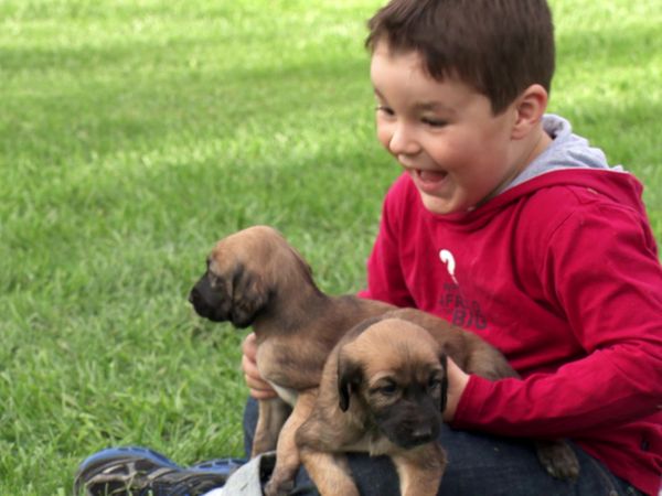 Pick a Puppy - S03 Episode 16: A Real Puppy