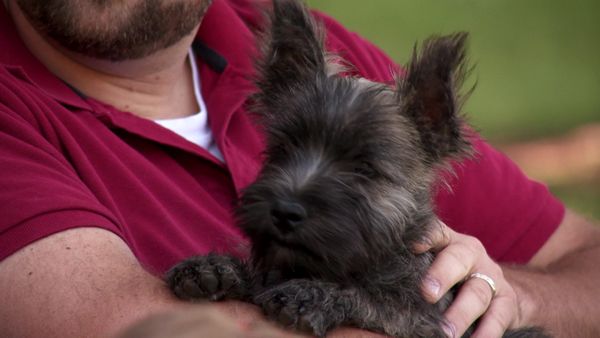 Pick a Puppy - S03 Episode 05: The Dog Show