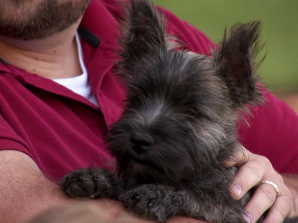 Pick a Puppy - S03 Episode 05: The Dog Show