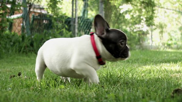Pick a Puppy - S03 Episode 04: Puppy Puppy Revolution