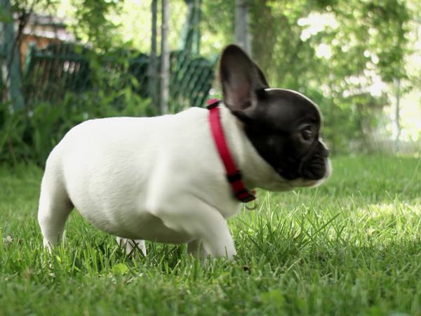 Pick a Puppy - S03 Episode 04: Puppy Puppy Revolution