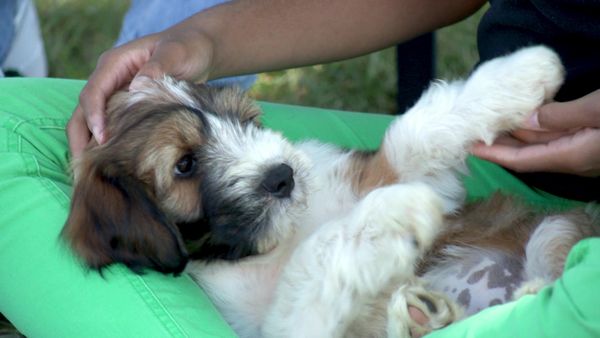 Pick a Puppy - S03 Episode 12: Shiloh's Choice