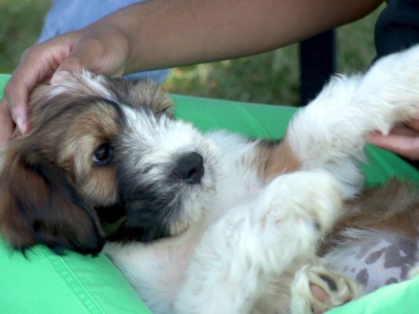 Pick a Puppy - S03 Episode 12: Shiloh's Choice